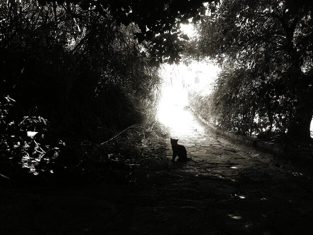 Foto gatto sul sentiero nel giardino