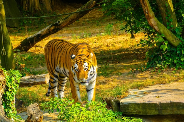 Photo cat in a forest