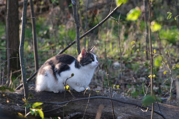 Photo cat at forest