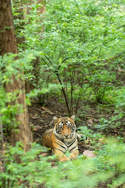 Foto gatto in una foresta