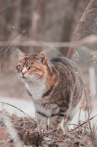 cat in the forest