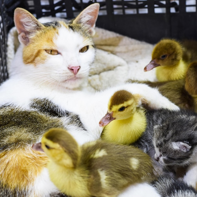 Cat foster mother for the ducklings