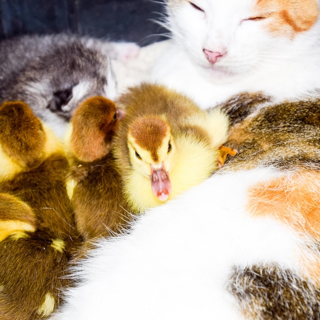 Cat foster mother for the ducklings