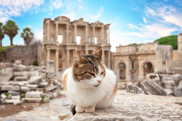 The cat in front of the library of Celsus in Ephesus in the afternoon