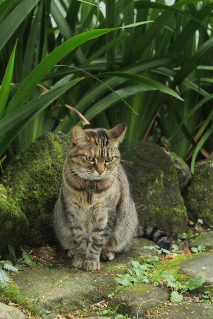 Foto gatto davanti a molte piante