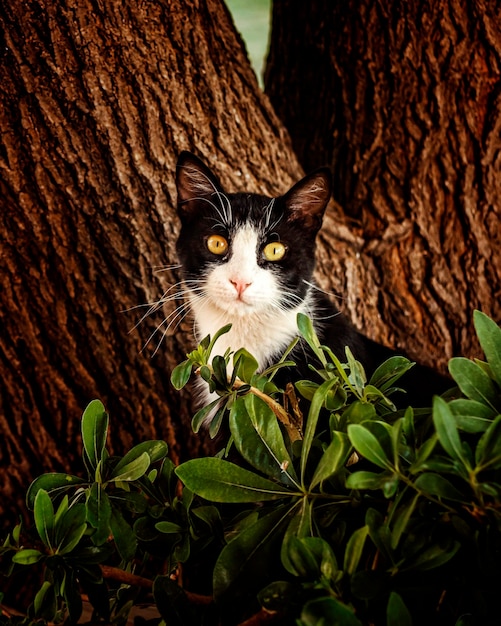 Photo a cat front of a tree and behind a bush