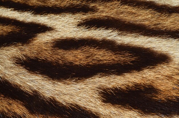 Cat fur closeup