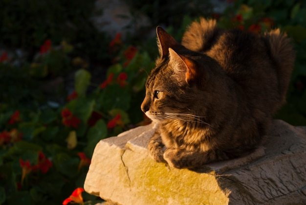 Cat in the garden in Brazil