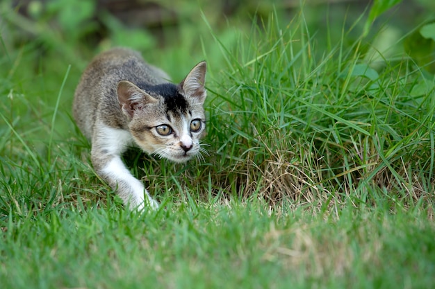 Foto un gatto in giardino che guarda a parte