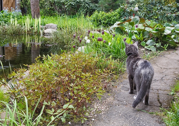 Cat on a garden path looking at flowers