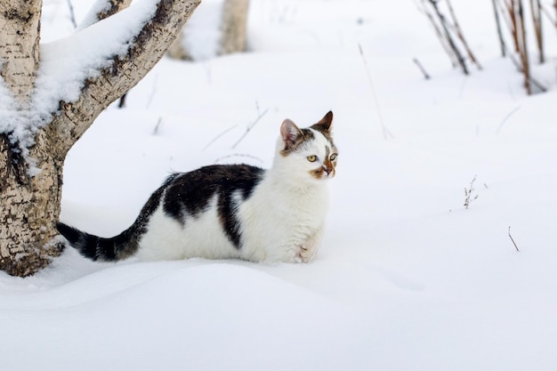 Кот в саду в снегу возле дерева