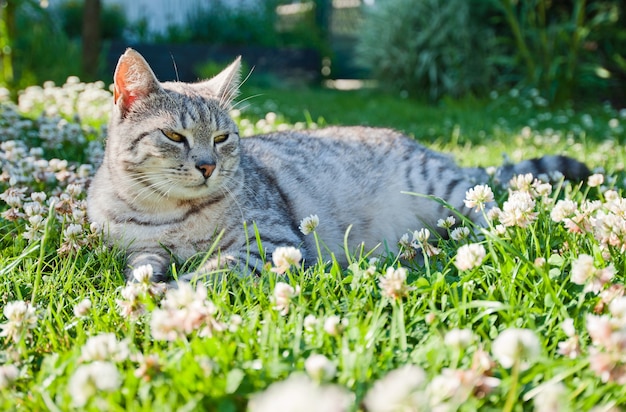 Кот в саду