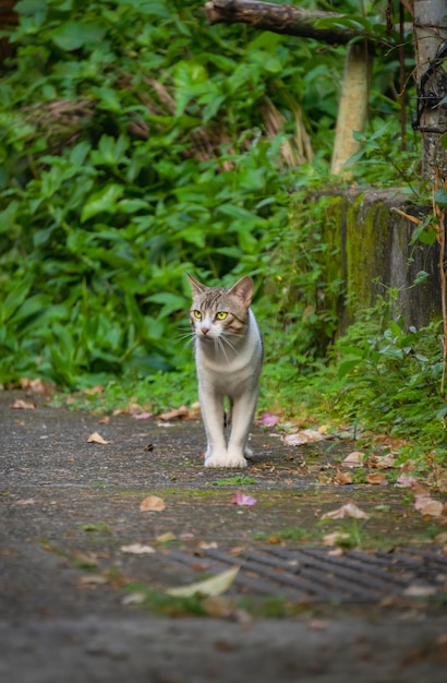 庭で猫