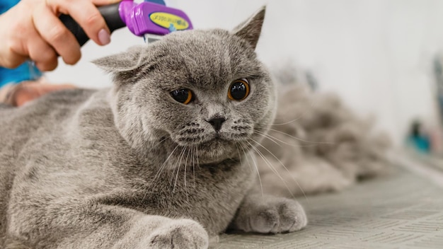 Cat getting haircut at grooming salon and pet spa