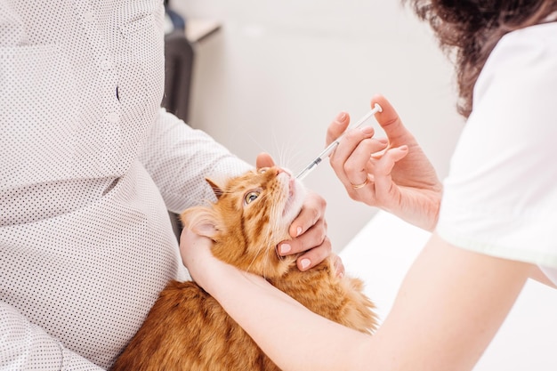 獣医クリニックで獣医の手から錠剤を取得する猫