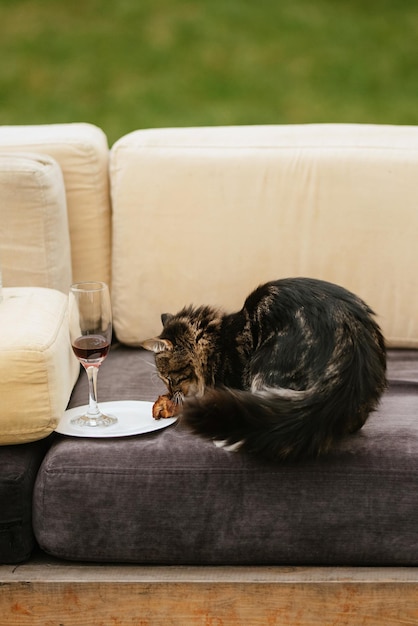 Gatto tra le braccia della ragazza