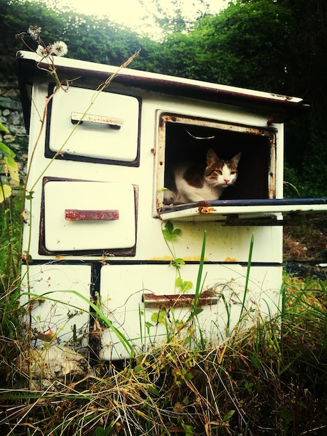 Foto gatto sull'erba contro gli alberi