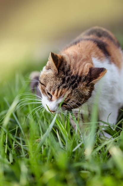 잔디에 고양이, 정원에 잔디 필드에 고양이