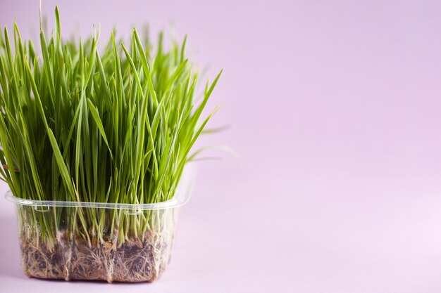 cat grass closeup on pink background pot with wheat grass nutritious tray of homegrown wheatgrass