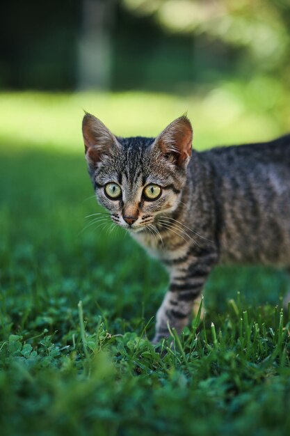 A cat on the grass looking at the camera