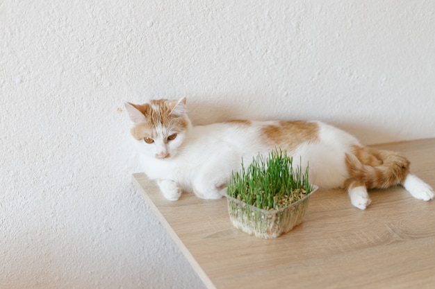 Cat and grass that you can eat.