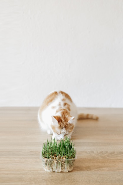 Photo cat and grass that you can eat.