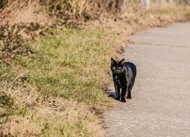 Cat on grass