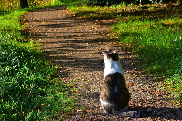 草の上の猫