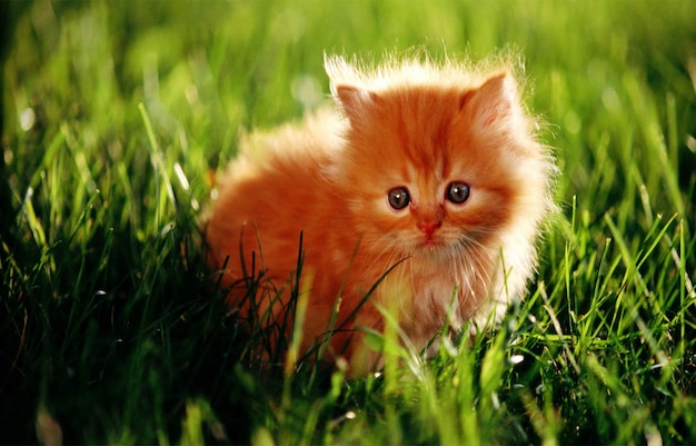 A cat in the grass