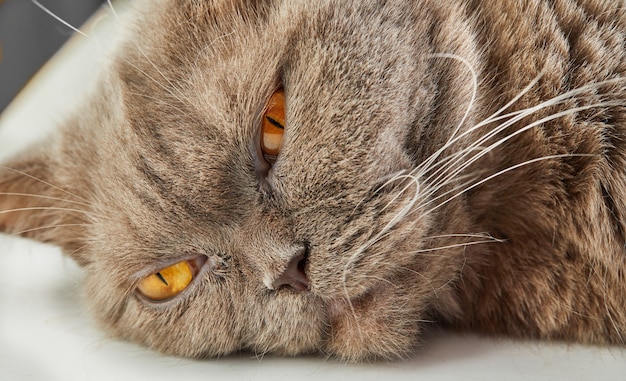 The cat of gray coloring British breed lies on white