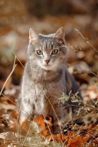 猫の灰色の毛皮のクローズ アップ