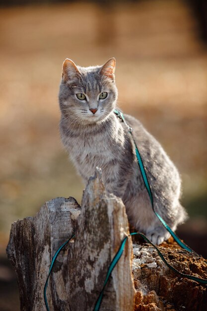 猫の灰色の毛皮のクローズ アップ