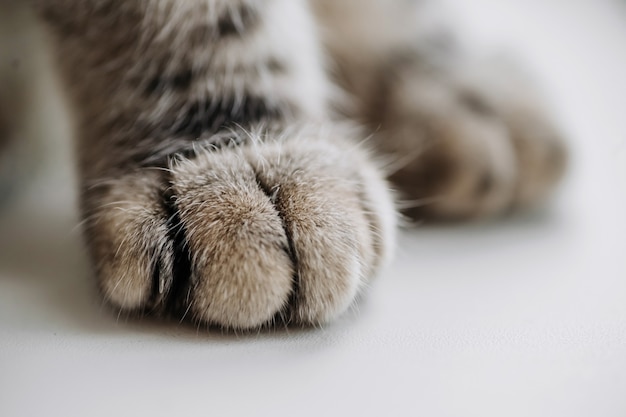 Cat gray paws close up soft focus