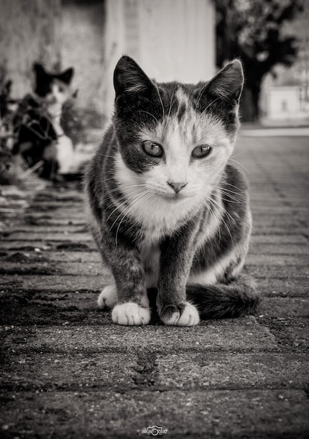 Cat in the Greek village