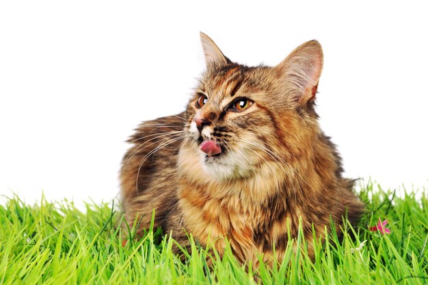 Cat on green grass isolated on a white background