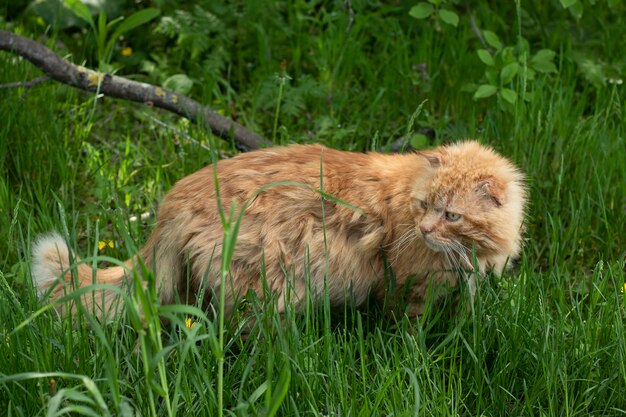 Cat in the Green Grass in Summer Beautiful Red Cat with Yellow Eyes Homeless yard cat hunts in the grass Disheveled looked back