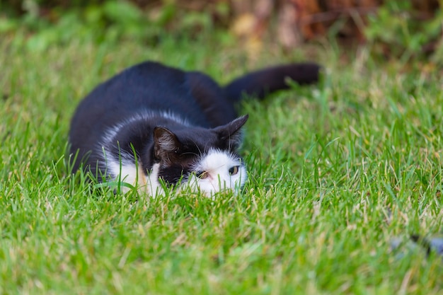 緑の草の中の猫