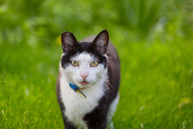 Cat in the green grass