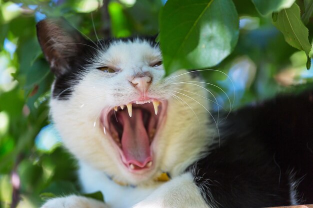 Gatto nell'erba verde