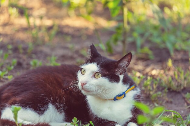 Cat in the green grass