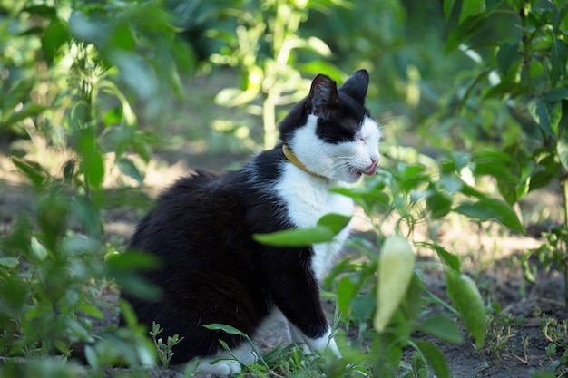 緑の草の中の猫