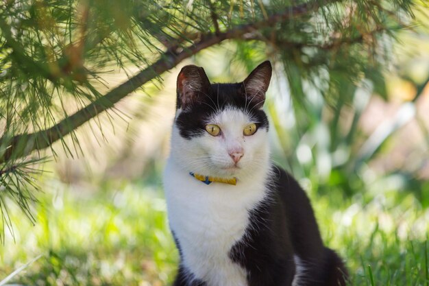 Cat in the green grass