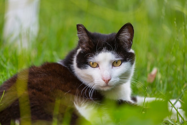 緑の草の中の猫