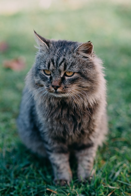 Cat on the green grass