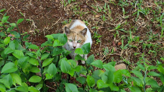 Cat green tree and leaf texture