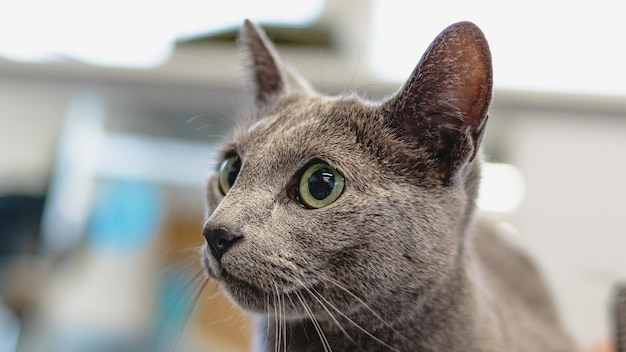 Cat grooming and brushing by professional groomer close up