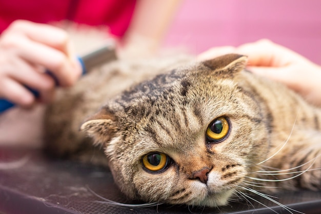 Cat grooming, combing wool.