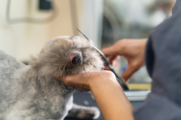 Foto cat grooming, groomer che taglia i peli del gatto nel salone di bellezza per cani e gatti