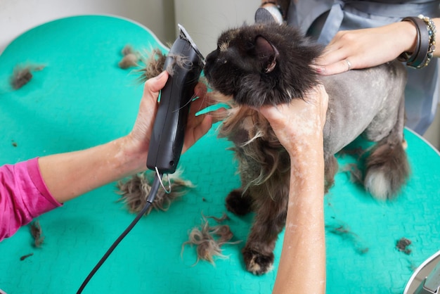 Cat grooming in pet beauty salon Grooming master cuts and shaves a cat cares for a cat The vet uses an electric shaving machine for the cat
