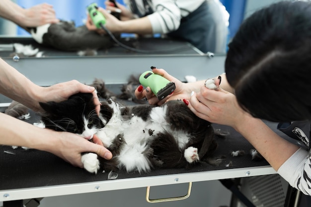 애완 동물 미용실에서 고양이 그루밍 그루밍 마스터가 고양이를 돌보고 자르고 면도합니다